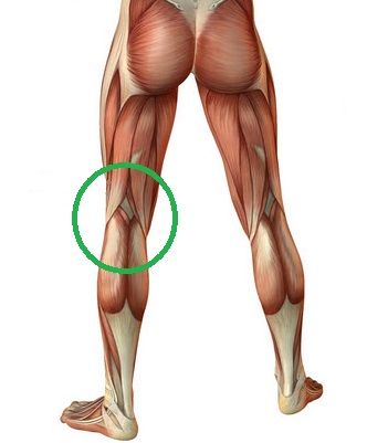 Fascia Friday (1st in a Series) - Superficial Back Line — Uncommon
